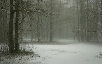 Туманный март / Лиственницы