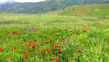 Весна в горах. / Абхазия.