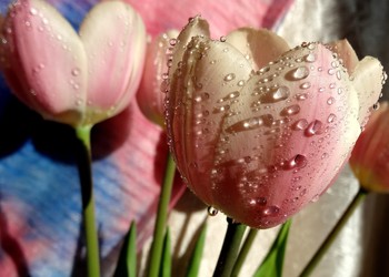 В цветах дыхание весны... / Тюльпана нежный лепесток
Сложил свои ладошки,
В букете льнет к цветку цветок
На нежной хрупкой ножке.
В цветах дыхание весны,
Природы пробужденье,
Они надеждою полны
И дарят вдохновенье.
/https://atasti.info/