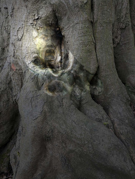 &nbsp; / Im Wald