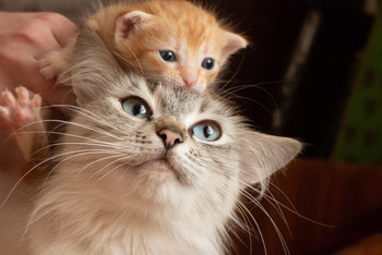 Рыжий сын / Светлая кошка с голубыми глазами, на голове у которой сидит её маленький рыжий котёнок