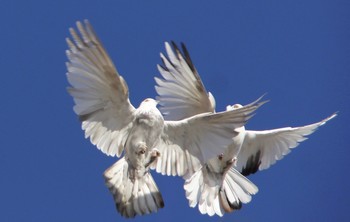 Синхронное плаванье / "Синхронное плаванье " Голуби Крымские Бескружные в полёте