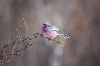 Урагус - "зимний цветок" / https://www.youtube.com/watch?v=v2khoDUEDWE