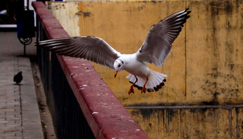 приземление чайки / я ужас летящий на крыльях ночи