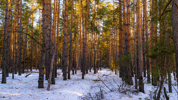 Весенний, солнечный, сосновый... / ...
