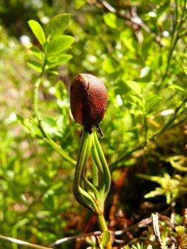 РОСТОЧЕК / Сибирь, из орешка кедра проростает хрупкий росточек - будущий могучий, многовековый кедр.