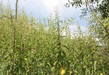 Утренний туман над рекой / Утренний туман над рекой