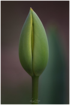 &nbsp; / Tulip captured with Nikon D5600 and Carl Zeiss Sonnar 135/3.5 + 36mm extension tube.