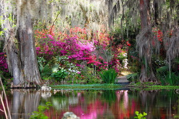 Magnolia plantation, Charleston, South Carolina / ***