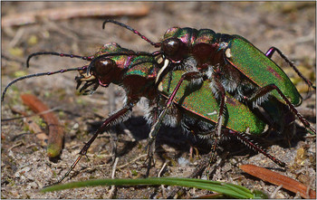 Когда приходит Май. / Скакун полевой - Cicindela campestris. До 16 мм в длину. Живет на травянистых участках. Вспугнутый, летит, но на короткое расстояние. Активный хищник, нападающий на мелких животных.