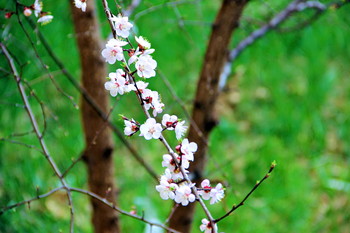 Русская сакура / В Геленджике в апреле тоже цветёт вишня,но в отличии от японской - где все цветки - пустоцветы, у нас к лету будут вишенки.