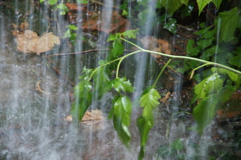 Дожди / Идут дожди