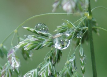Капли дождя / Под каплями холодного дождя кроме травы ничего не растёт