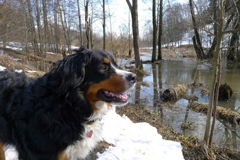 Эмоции. / Весна пришла.