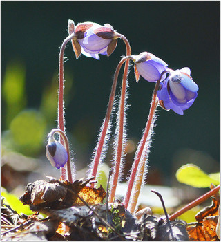 Первоцвет. / Печеночница, или перелеска, благородная - Hepatica nobilis. Класс ДВУДОЛЬНЫЕ, семейство ЛЮТИКОВЫЕ. Многолетнее зимнезеленое растение. Цветет в апреле-мае.