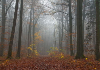 Осенние нотки. / Утро туманное в осенним лесу .