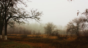 Туманная дымка / Деревья, туман