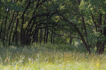 Приглашение в лес... / .....