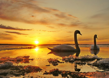 Апрельский рассвет / Лебеди на озере