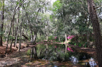 Озеро в Magnolia plantation, Charleston, South Carolina / ***