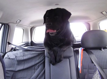 Автолюбитель)) / пёс обожает кататься на авто