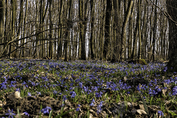 У &quot;Темному лісі&quot;, / 11.04.2021, село Данівка, Чернігівщина,