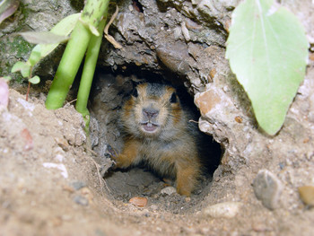 Не рады гостям / Не рады гостям