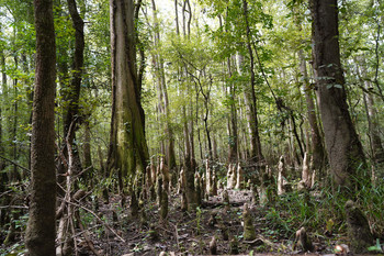 &nbsp; / Congaree National Park, SC