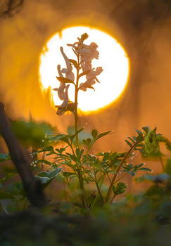 Весеннее солнце / Цветок хохлатки на фоне восходящего солнца. 
Апрель 2021 г.
Из фотопроекта «Открывая Ставрополье».