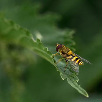  / Муха-журчалка осовидная (Syrphus ribesii)