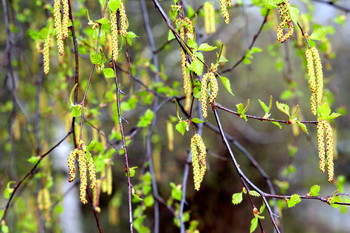 Весна / Цветение.