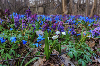 Белый среди всего синего.. / Подснежник в лесу при времени заката. Среди синих и фиолетовых первоцветов. Белый на фоне распустившихся первоцветов. Вечер, закат, пятница, апрель середина.
