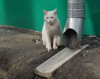 в ожидании кошки / в ожидании кошки