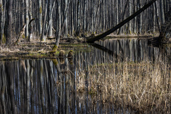 &nbsp; / Латвия. На лесной тропе.