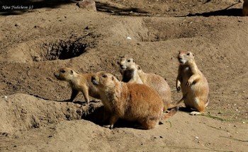 Чернохвостые луговые собачки / Короткая видео-зарисовка о чернохвостых луговых собачках и пингвинах:

https://www.youtube.com/watch?v=WnAX2MIXXMs

Слайд-шоу "Зоопарк Гамбурга":

https://www.youtube.com/watch?v=Ms1GfBntMoE

Парк дикой природы "Чёрные горы" (Wildpark Schwarze Berge)


https://www.youtube.com/watch?v=iTrPFuCO4Jw&amp;t=7s

Слайд-шоу "Вересковая долина":

https://www.youtube.com/watch?v=DMM68wkJe-g

Слайд-шоу "Птицы"

https://www.youtube.com/watch?v=b5vziYLabQ4&amp;t=14s

Слайд-шоу "Лебеди"

https://www.youtube.com/watch?v=CAeNjlhBcFc&amp;t=10s
