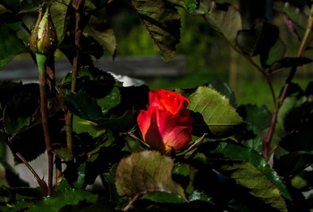Декоративная роза. / Согрета солнечным теплом,
Не помышляя ни о чём,
В знак благодарности кусту, 
Явила миру красоту.