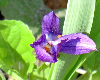 Фиалка, viola odorata / Фиолетовый первоцвет.