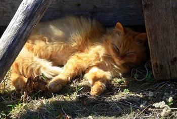 &nbsp; / Раскинувшись в тени забора
Спит рыжий кот мурлыча что-то себе под нос...