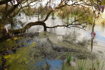 Озеро в Magnolia plantation, Charleston, South Carolina / ***