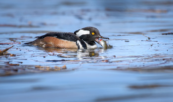 Hooded merganser (male) / Хохлатый крохаль (самец)
В брачный период пара держится вместе , а потом самец оставляет самку и вновь появляется к очередному брачному сезону, поэтому нечасто удается &quot;поохотится&quot; за самцом.
Уточка размером немного более голубя.
Охотится на мелкую рыбешку также на мелких ракообразных, а Летом поедают и водных насекомых
У этой уточки есть одна особенность: так как охота происходит под водой то у них есть дополнительное веко, называемое “nictitating membrane,” которое прозрачно и во-первых помогает защитить глаза во время ныряния, как пара защитных очков, но это не все -это веко реально изменяет преломляющие свойства воды,таким образом улучшается подводное зрение