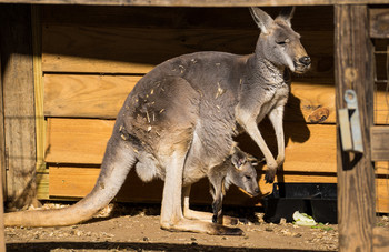  / The more kangaroos you have, the better