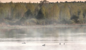 Апрель встретил туманом и зеленями / Апрель на Старом озере в Полесье встретил туманом и зеленями. Только прилетели дикие утки