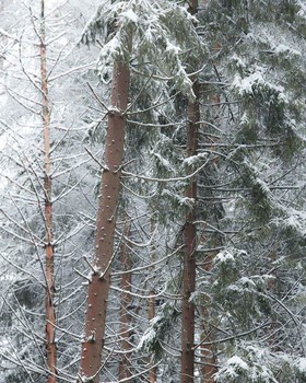 Green under white / Снято этой зимой в Подмосковном лесу.