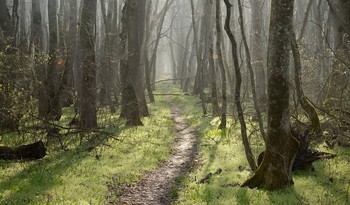Утро / Весенний лес