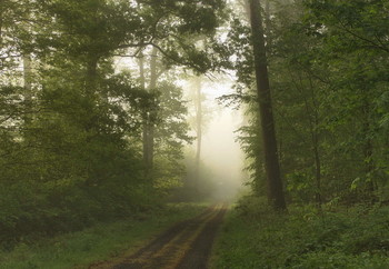 Майским утром / Утро в весеннем лесу .