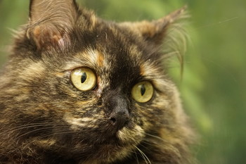 Муся / Момент охоты.Охотится Муся в траве