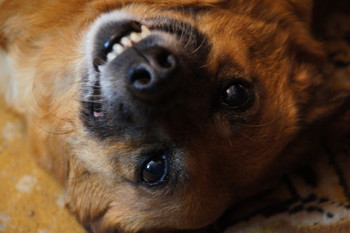 Улыбка Зики / Зика,если ей чего-то не хочется,ложится на спину и улыбается