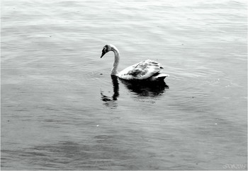 гадкий утёнок / [img]https://i.imgur.com/QAFlimy.jpg[/img]
 [img]https://i.imgur.com/OH9NnHF.jpg[/img]
 [img]https://i.imgur.com/cv111Jr.jpg[/img]
 [img]https://i.imgur.com/lJ1Lnto.jpg[/img]
 [img]https://i.imgur.com/TzTMo26.jpg[/img]
 [img]https://i.imgur.com/Eoiiibl.jpg[/img]
 [img]https://i.imgur.com/QhUtfFw.jpg[/img]
 [img]https://i.imgur.com/tkLAXVQ.jpg[/img]
 [img]https://i.imgur.com/4Nc5WqO.jpg[/img]