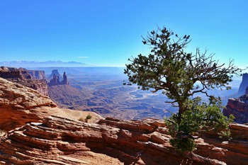 Дерево в каменной пустыне / Национальный парк &quot;Земля Каньонов&quot;