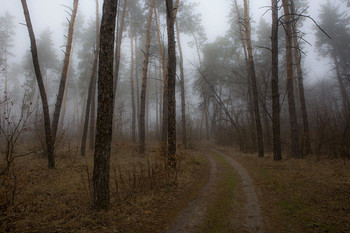 Весенние туманы / утро,туман,бор